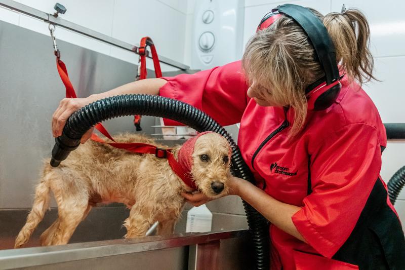 Dog Grooming Drove Vets Swindon